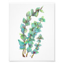 Buscar árbol de eucalipto posters Planta