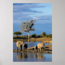 Buscar sabana africana posters Desierto