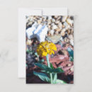 Buscar polillas tarjetas Mariposas