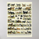 Buscar razas posters Caninos