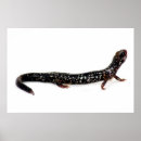 Buscar salamander posters Anfibio