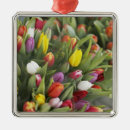 Buscar tulipanes adornos Primavera