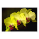 Buscar orquídea amarilla posters Para todos