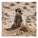 Buscar suricatas posters Meerkat