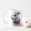 Buscar chihuahuas tazas Para él
