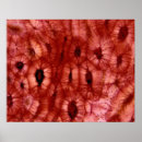 Buscar célula posters Biología