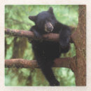 Buscar garras de oso posavasos Animal