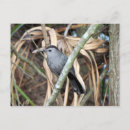 Buscar pájaro cantante postales Animal