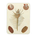 Buscar especie imanes Naturaleza