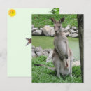 Buscar joey postales Vida silvestre
