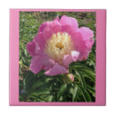 Buscar pink azulejos Verano