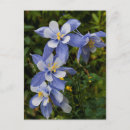 Buscar columbine postales Columbina