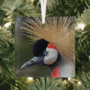 Buscar pájaro rojo adornos Blanco