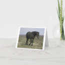 Buscar mustango fotografía Caballo salvaje