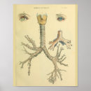 Buscar tráquea posters Médico