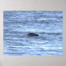 Buscar foca posters Animales