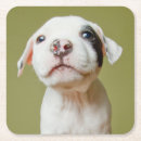 Buscar mi pitbull cristaleria bar Primer