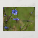 Buscar achicoria Naturaleza