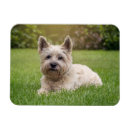 Buscar schnauzer imanes Terrier
