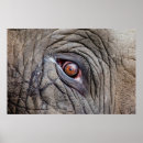 Buscar arrugas posters Elefante