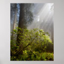Buscar rododendro posters Bosque