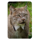 Buscar lince imanes Gato