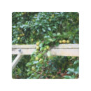 Buscar árbol frutal arte Frutas