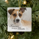 Buscar christmas mascotas Dog