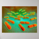 Buscar bioquímica posters Proteína