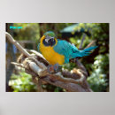 Buscar pico rojo posters Animal