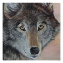 Buscar lobos salvajes posters Lobo gris