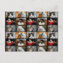 Buscar gatos del collage postales Para todos