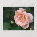 Buscar flores bonitas postales General y unisex