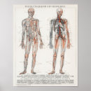 Buscar humano posters Médico
