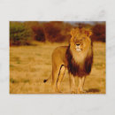 Buscar gata postales Vida silvestre