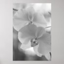 Buscar orquídeas exóticas posters Flores