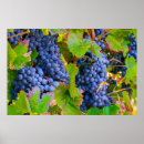 Buscar uvas de vino posters Viñas