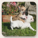 Buscar cervatillo posavasos Fotógrafo canino