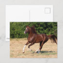 Buscar semental postales Animal