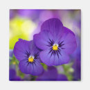 Buscar violas imanes Flor