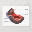 Buscar estructuras postales Médico