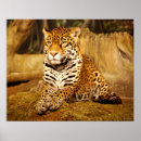 Buscar jaguar posters Animal