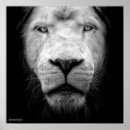 Buscar león blanco negro posters Retrato