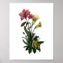 Buscar rana tropical posters Flores