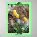 Buscar agilidad posters Canina