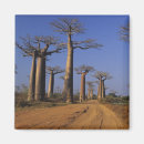 Buscar baobab imanes Naturaleza