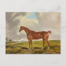 Buscar imágenes de caballos postales Naturaleza