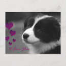 Buscar border postales Collie