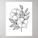 Buscar dibujo botánico posters Cosecha