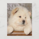 Buscar chow chow postales Vaca